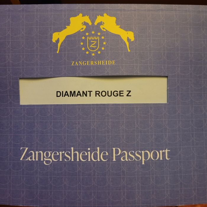 Poldro zangersheide 2 anos