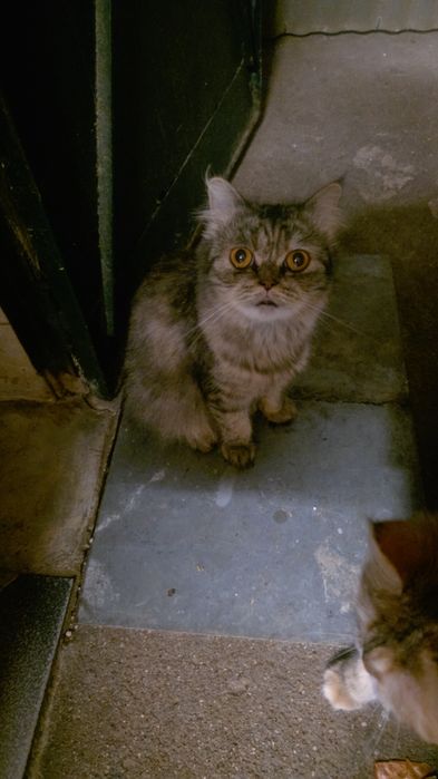 Gatos persas para dar a pessoas responsáveis