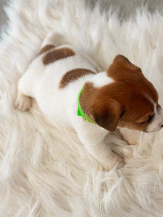 Piesek Jack Russell Terrier