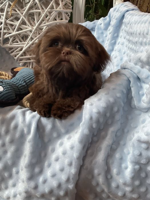 Shih-tzu Salonowy Piesek