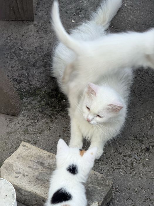 Сибірські кошенята ,пухнасті, білий окрас, 1,5 місяці