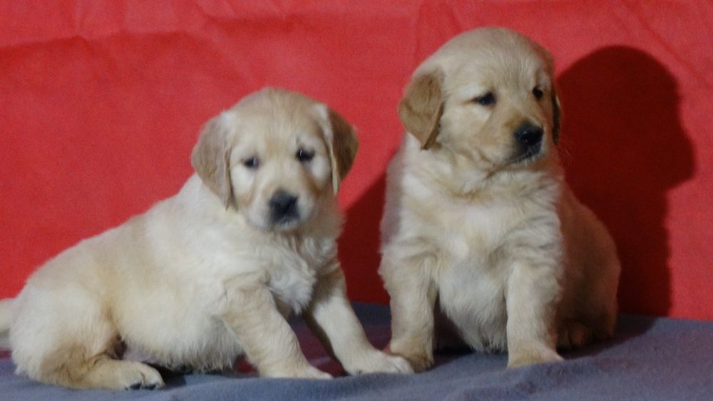 Golden retriever kremowo złoty piesek