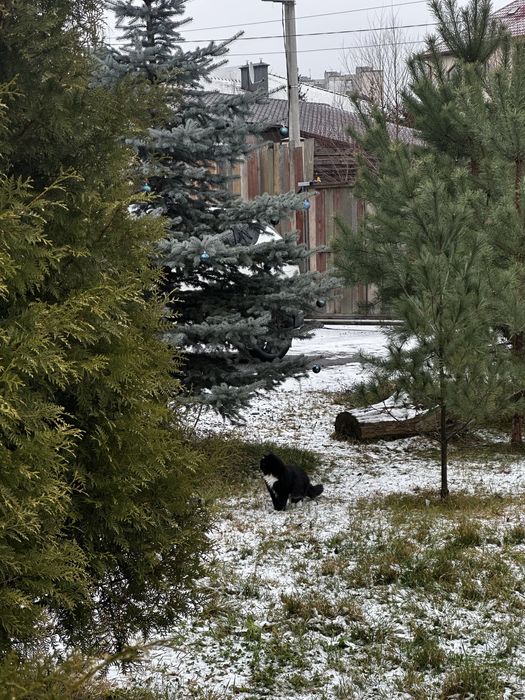 Кіт, коти, кошенята