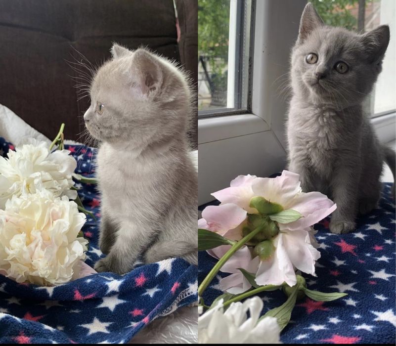 Продаються чистокровні лілові британці