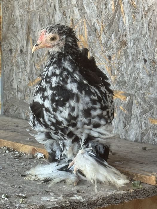 Карликовый кохинхин. Декоративные куры