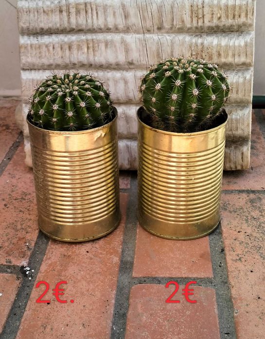 Catos Bola (género Echinopsis)