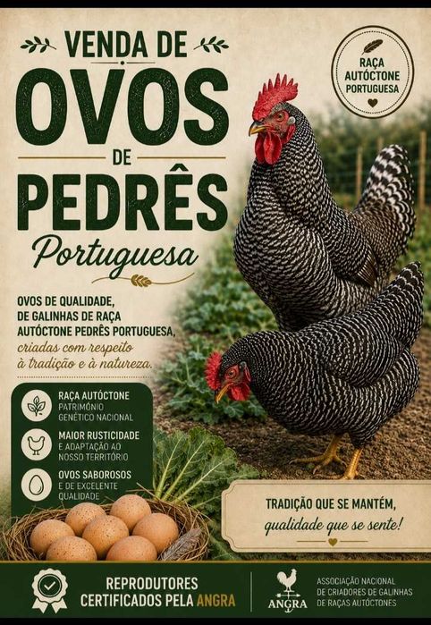Ovos de galinhas Pedrês Portuguesa - Raças Autóctones