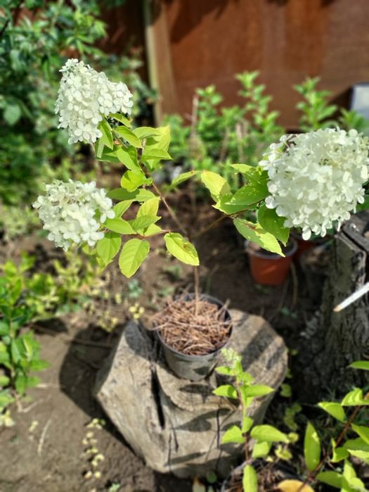 Волотиста  мітловидна гортензія