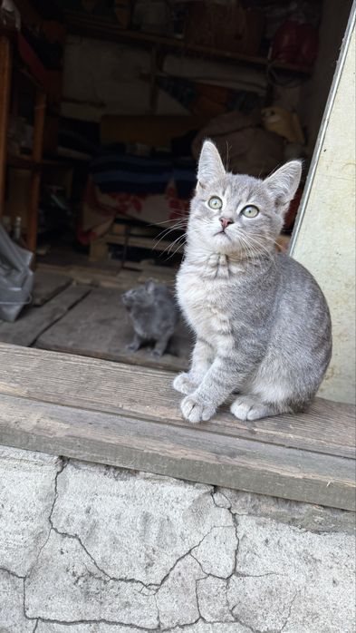 Котята в добрые руки  Бесплатно