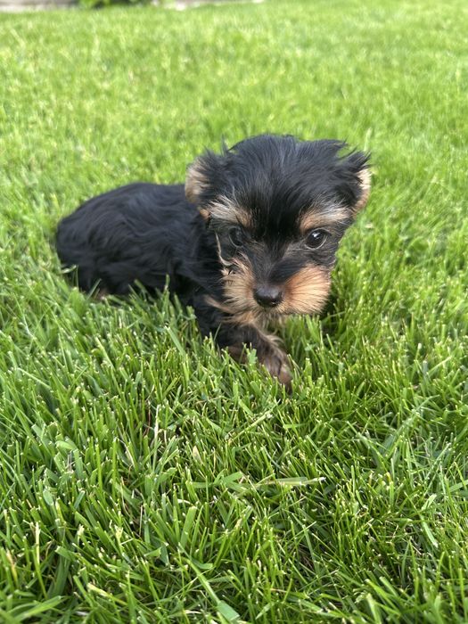 Yorkschire Terrier