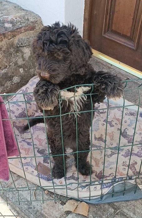Cachorra cão de água