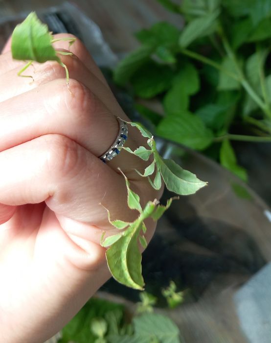 Liśćce cryptophyllium limogesi