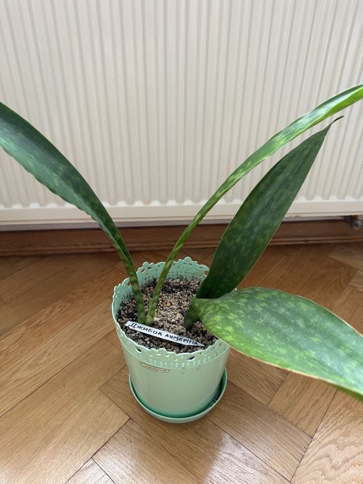 Сансевієрія вазон