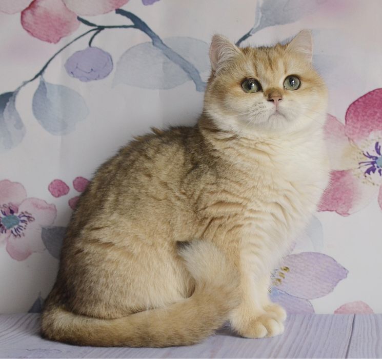 Британська  золота шиншила Тася