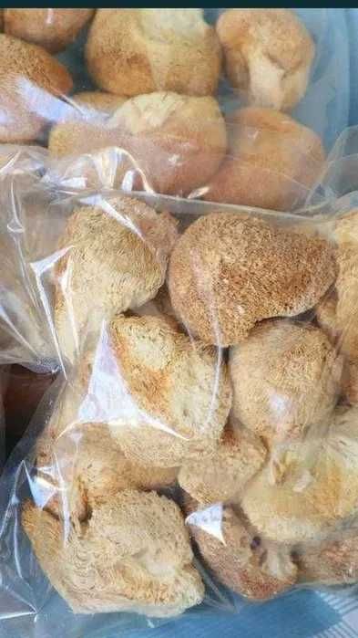 Ежовик Ежовік ,їжовік   іньші гриби