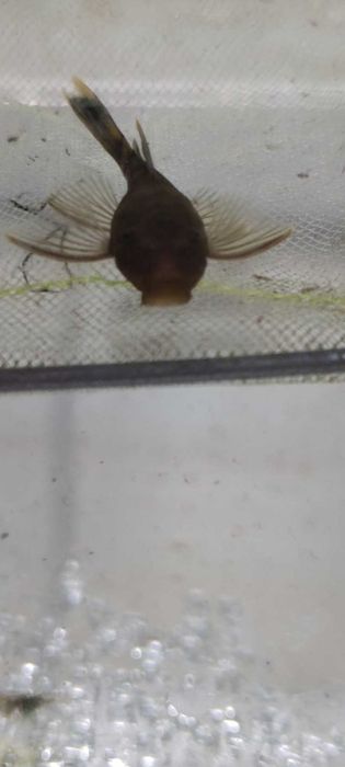 Продам L-сомов "Зелёный дракон"