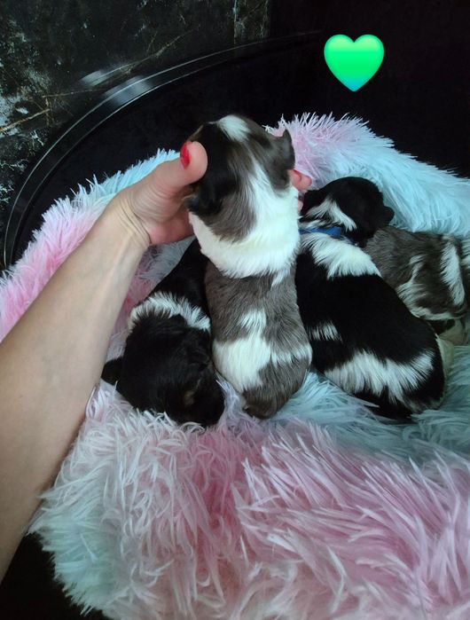 Yorkshire terrier Piesek blueberry