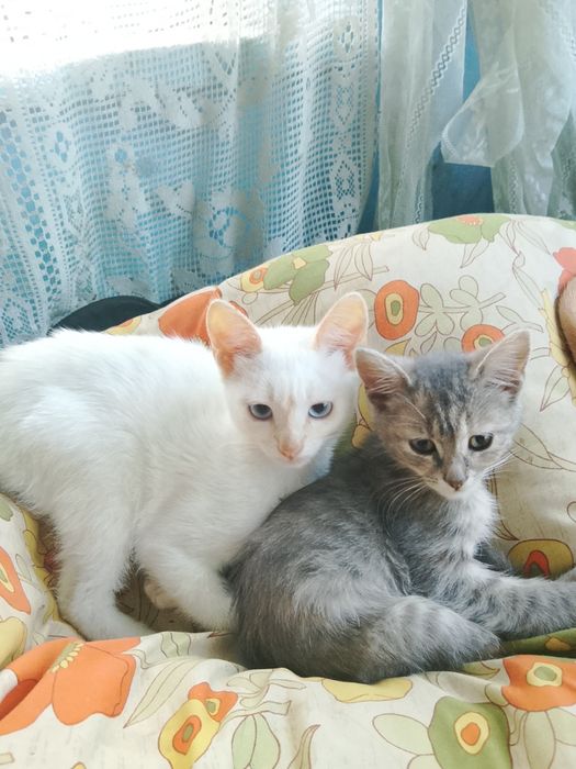 Віддам у добрі руки