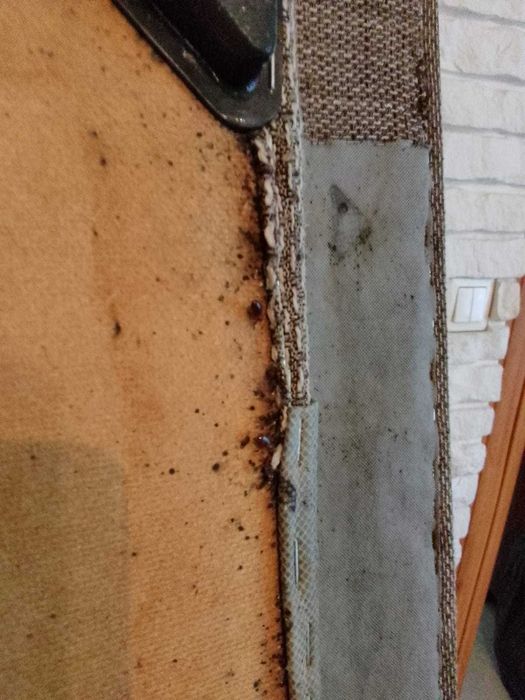 Dezynfekcja Dezynsekcja Deratyzacja Ozonowanie ZZ insektoff