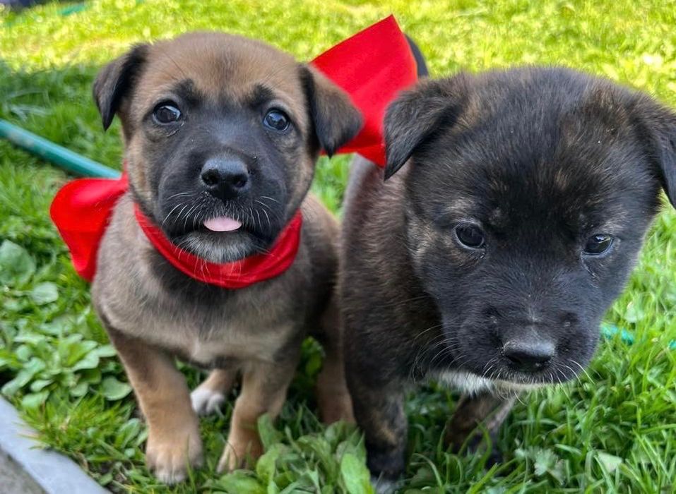 Віддам в добрі руки щенят Малінуа метис