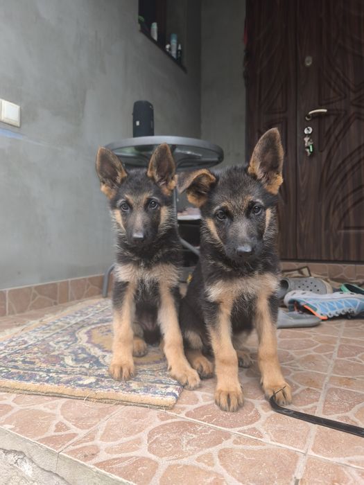 Неймовірні цуценята Німецької Вівчарки