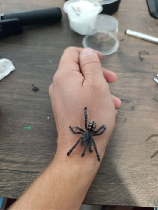 Caribena Versicolor 2.5-3dc niesex kilka sztuk