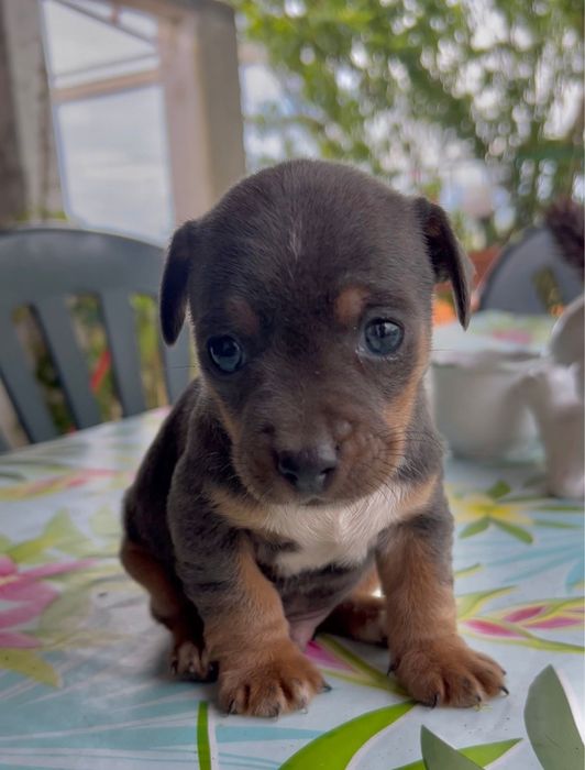 Cãozinho bebé para adoção responsável