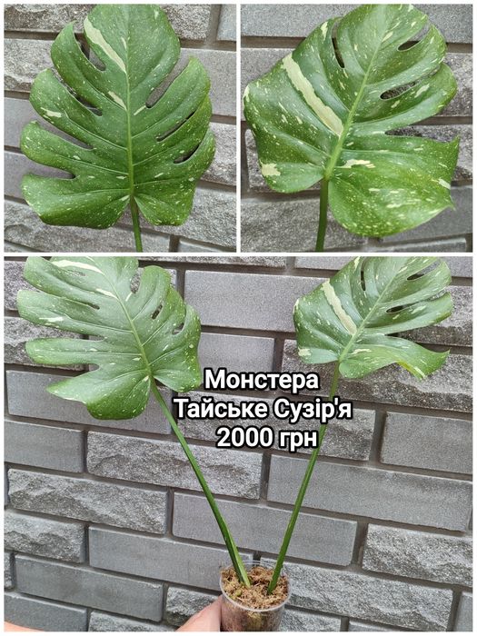МонстераТайське Сузір'я, Альба,Мінт, Карстеніанум, Єлов
