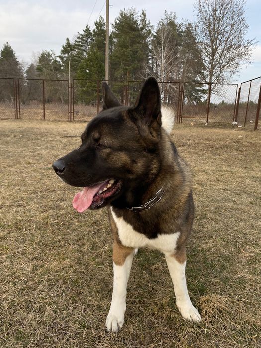 Вʼязка  американська акіта