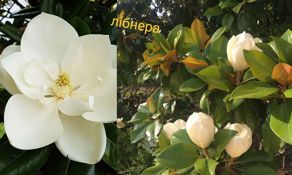 Дерева,квіти,кущі