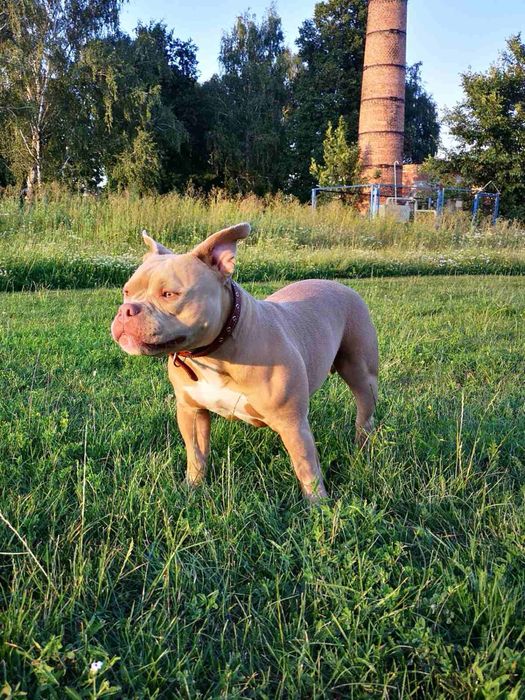 Американский булли