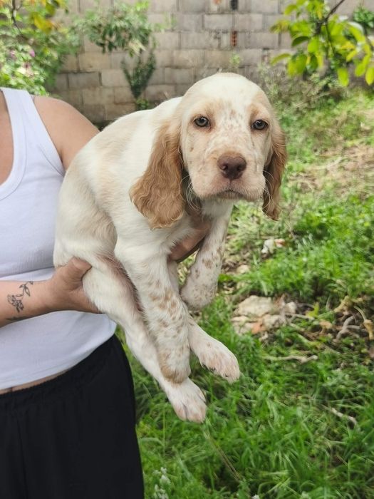 Setter inglês macho