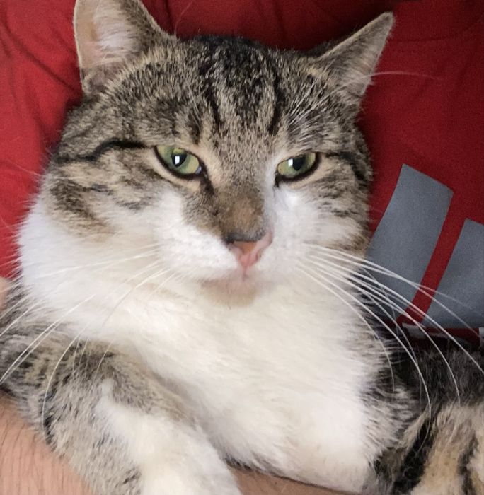 Zaginął kot Guzik (Świekatowo)