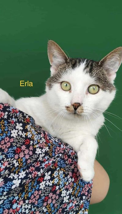 Koty czekają na domy