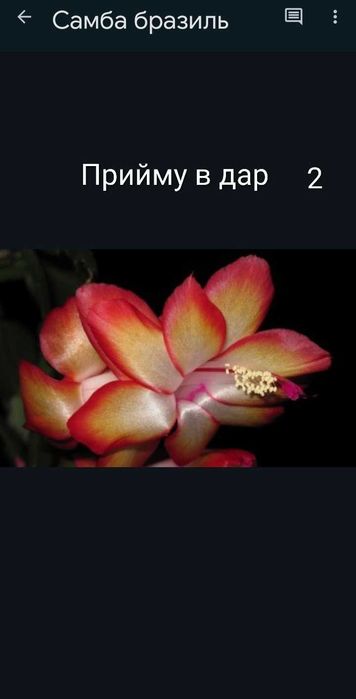 Обмін квітами Шлюмбергера, рипсалідопсис.