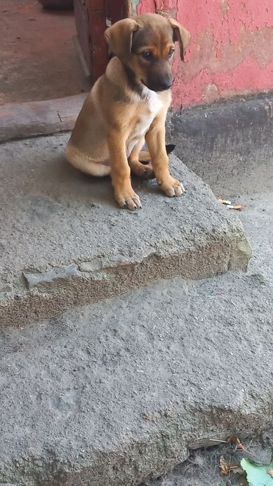 Отдам щенка сучку