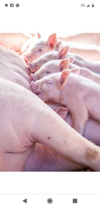 Leitões porcos de vários tamanhos