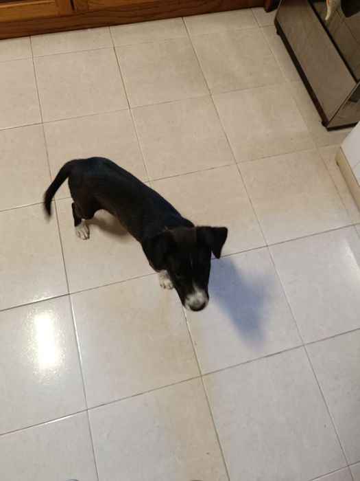Que tal adotar um cãozinho com 3 meses mistura Pointer com rafeiro!