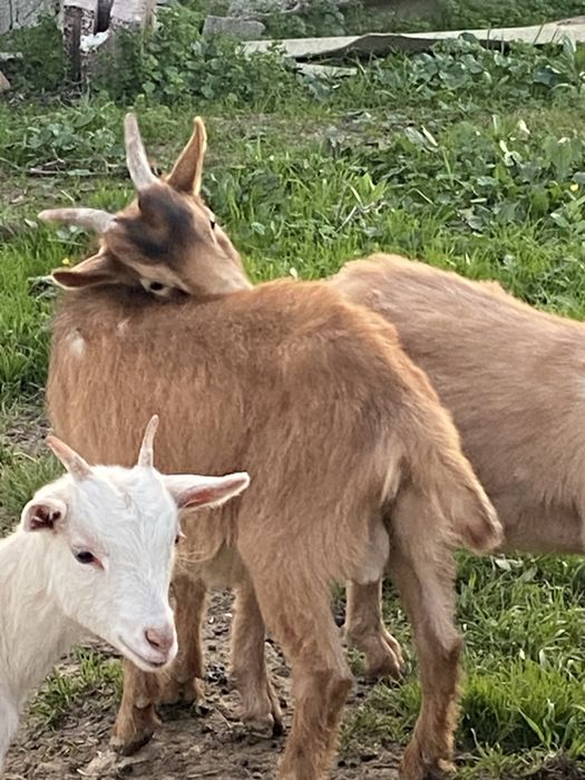 Cabrito macho 4 meses