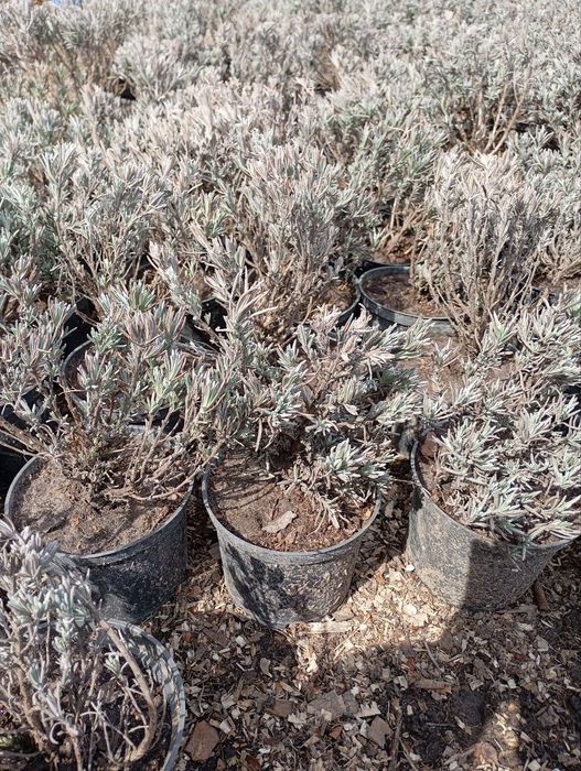 Продам лаванду зкс.