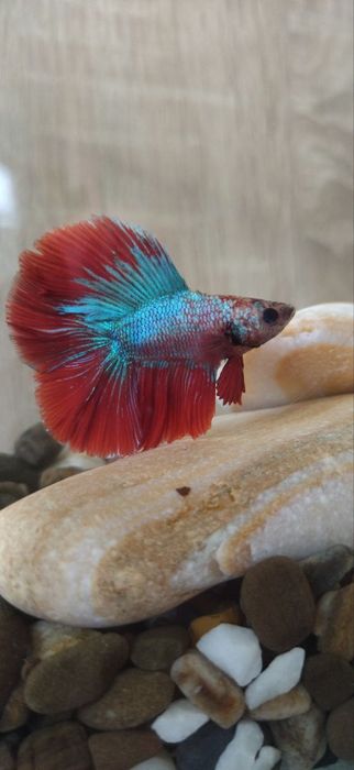 Акваріум бокал з рибкою | Акваріумний комплект на подарунок