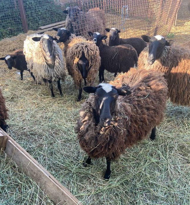 Продам вівці барани та  ягнята романівські