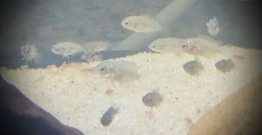 Ciclídeo Herotilapia Multispinosa