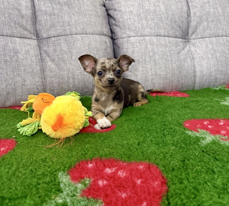 Chihuahua mini piesek red merle Rasti
