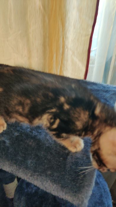 Бенгальський котик