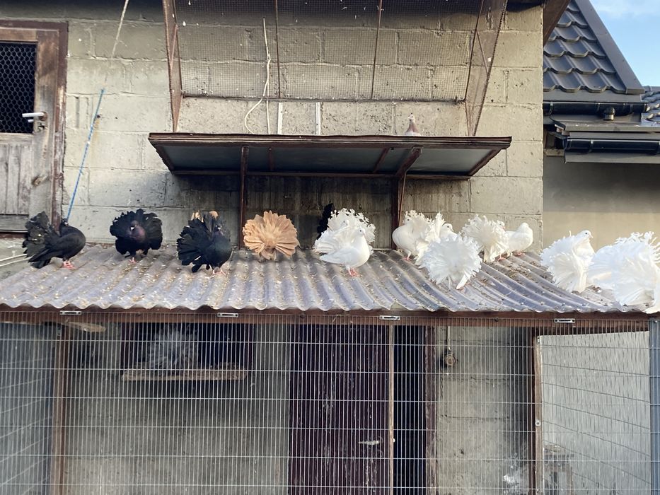 Gołębie pawiki pawie paw pawik likwidacja