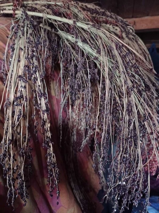 Насіння на віничче