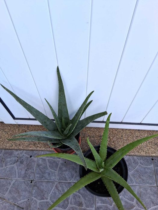 Aloe Veras medicinais