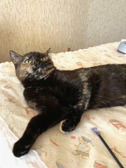 Отоам_ кошки_ котята_ яшма