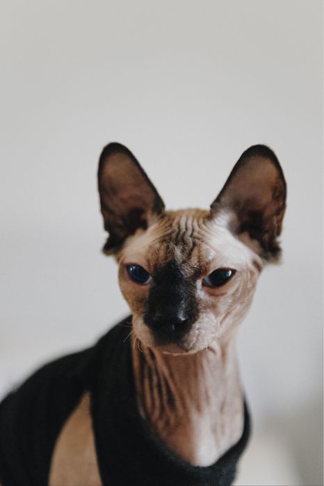 Канадський сфінкс (в‘язка)